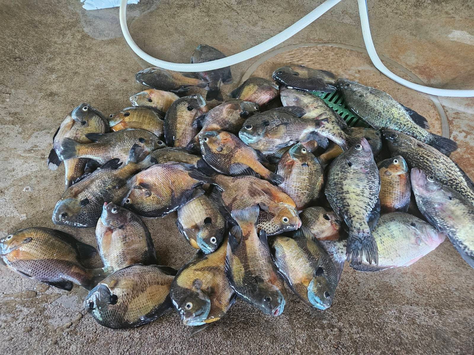 Pile of freshly caught fish on a wet surface, with white hoses in the background.