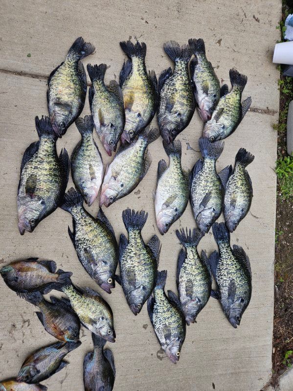 Dozens of fish laid on a mat on concrete, with a few dark fish at the lower left.