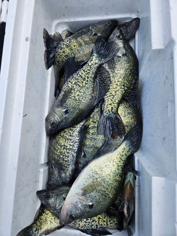 Several fish piled in a white cooler, showing dark speckled scales and fins