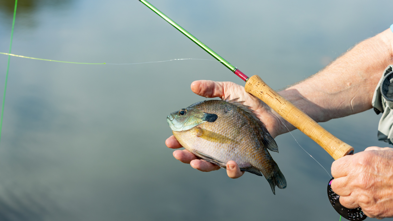 Hand holding a small fish beside a yellow fishing rod and line over water