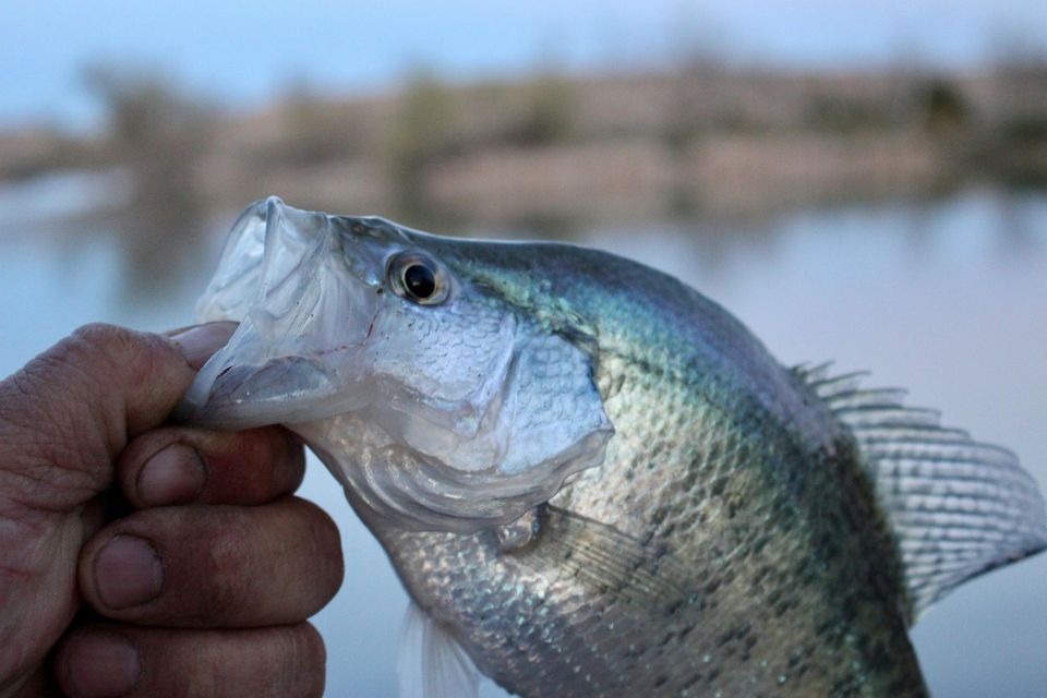 Hand holding a silver fish with open mouth near a lake, with blurred shoreline in the background
