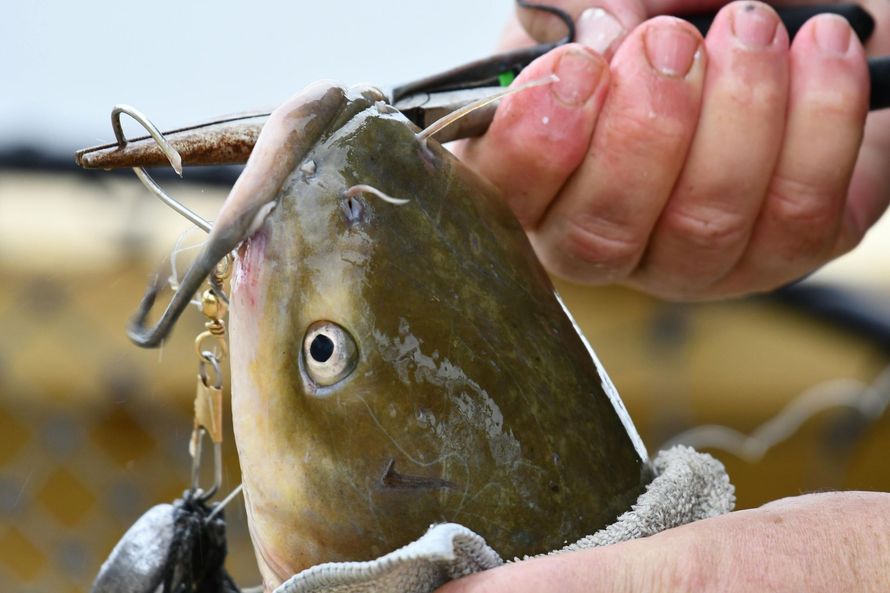 Person holding a hooked catfish close to the camera