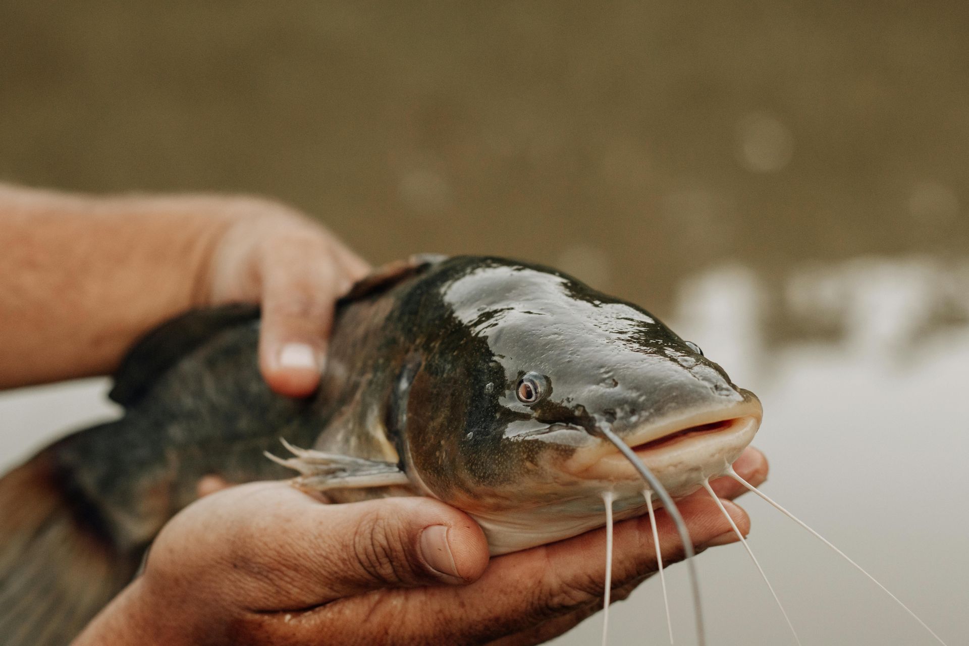 Hands holding a wet catfish with long whiskers above water
