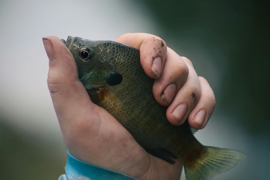 Hand holding a small green fish with an orange belly against a blurred background