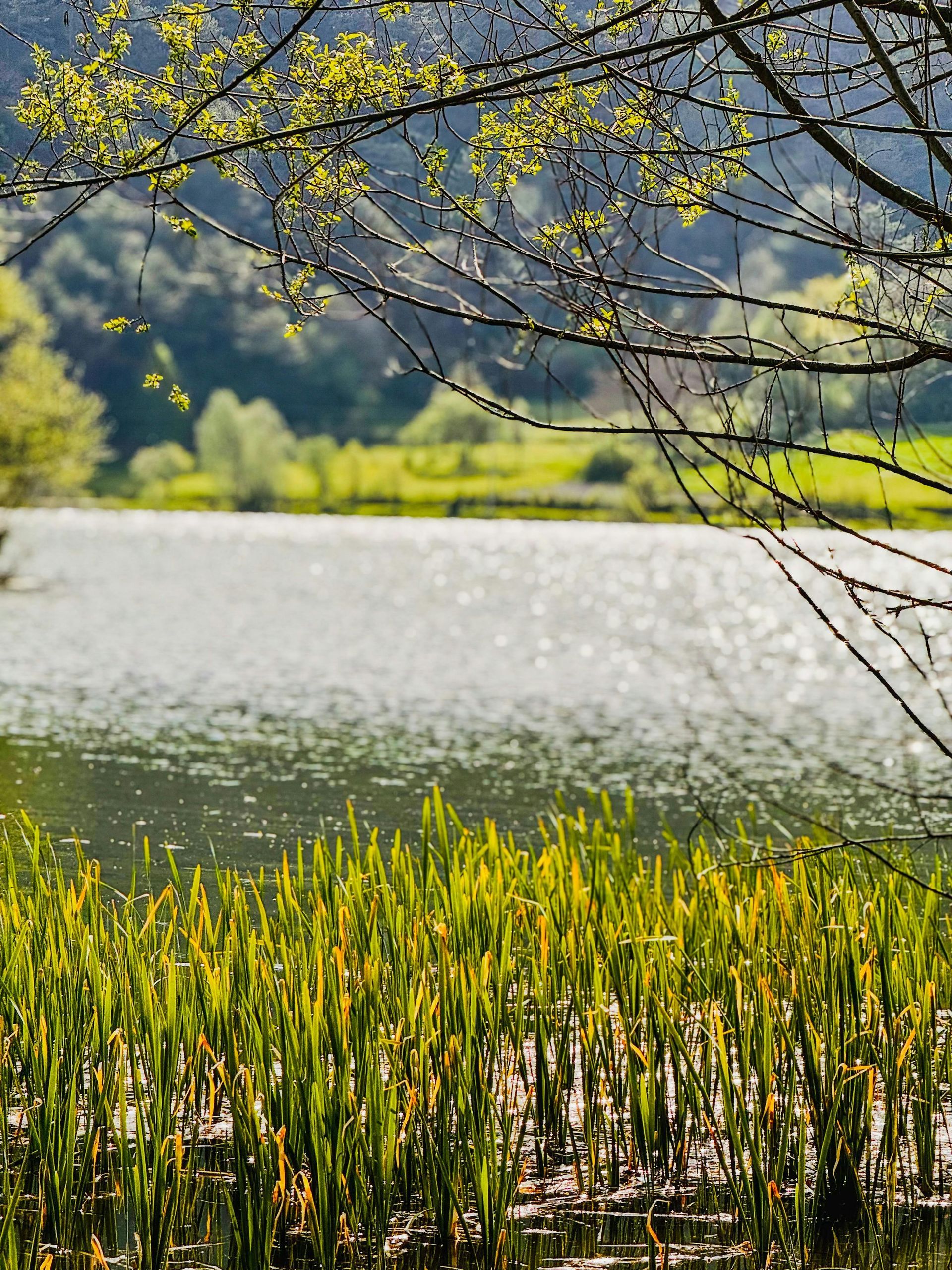 Lake with rippling water, green reeds, and tree branches with yellow blossoms in the foreground
