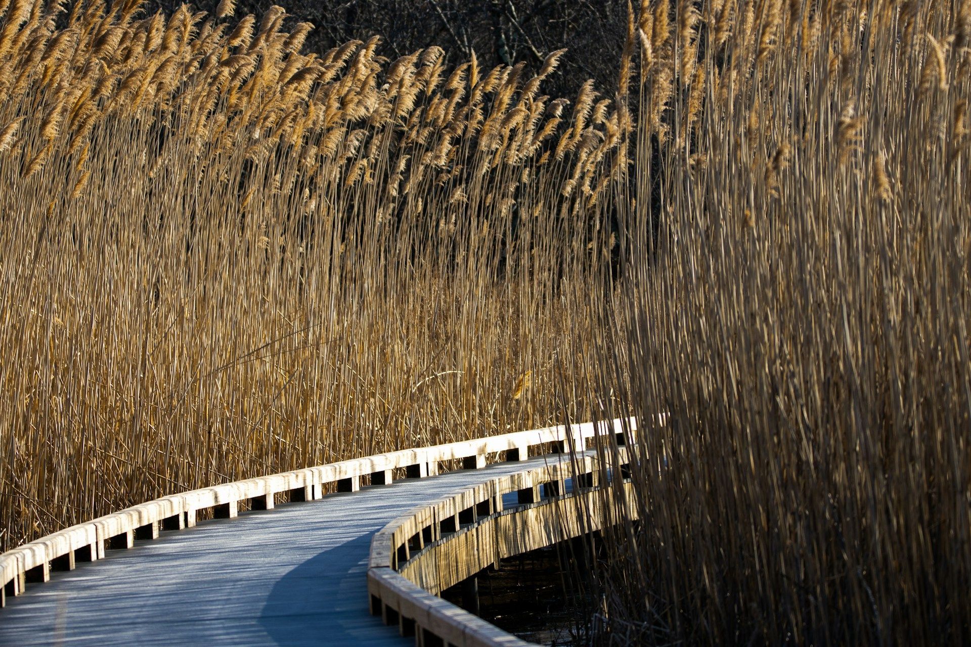 Curving boardwalk through tall golden reeds beside calm water