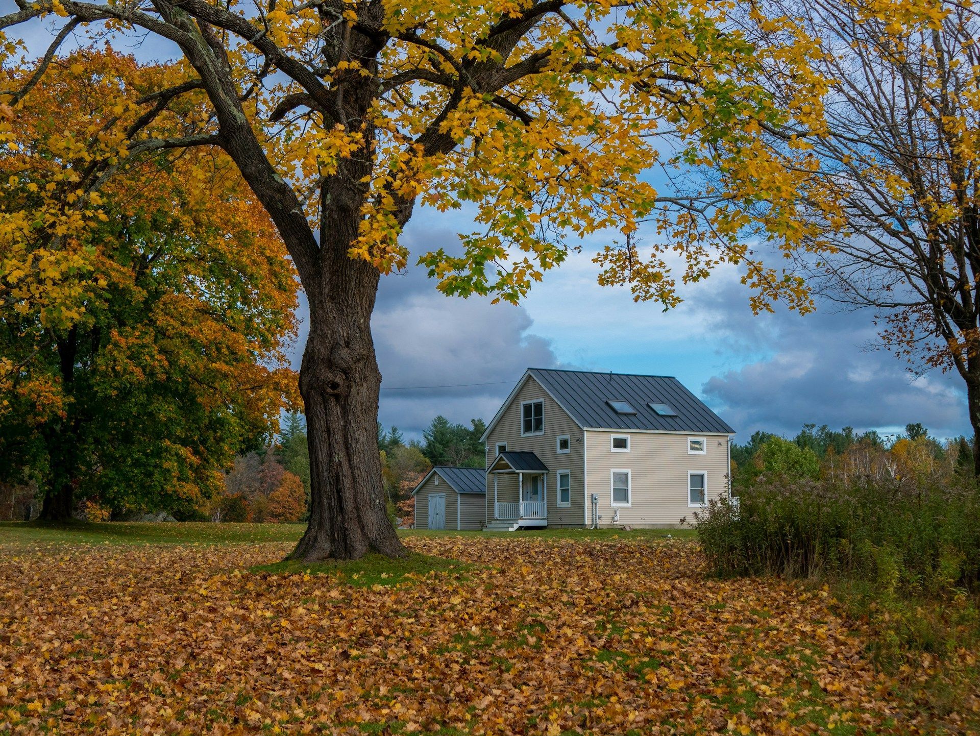 Autumn yard with a large tree, fallen leaves, and a beige house under a cloudy sky