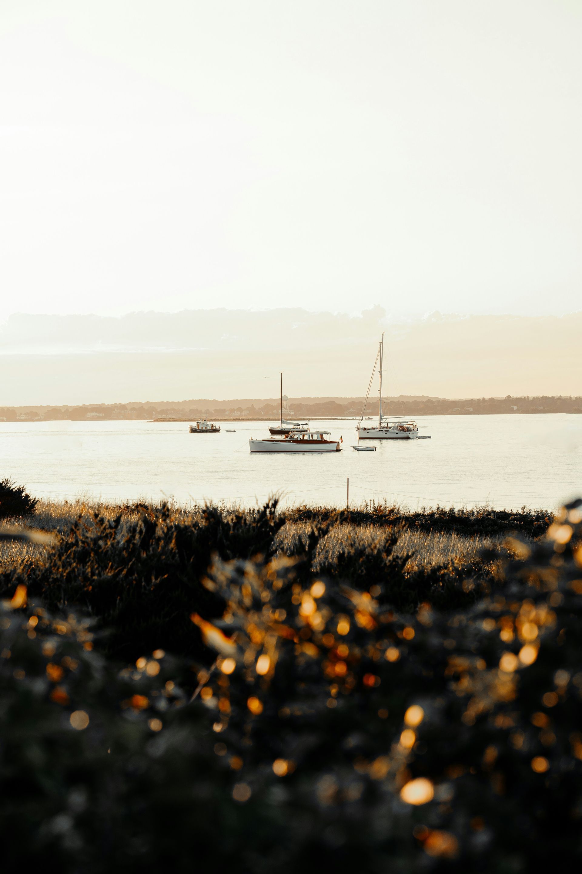 Small sailboat on calm water near a distant shore, with blurred flowers in the foreground at sunset