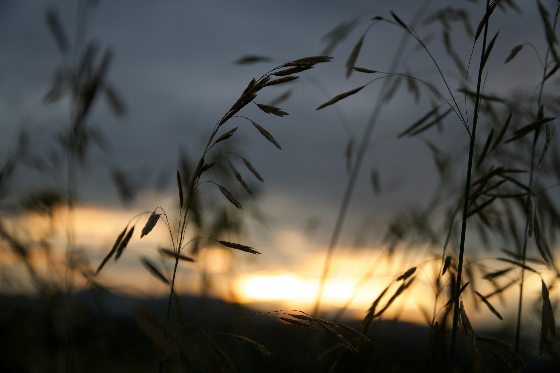 Silhouetted grasses against a blurred sunset sky with warm orange light near the horizon