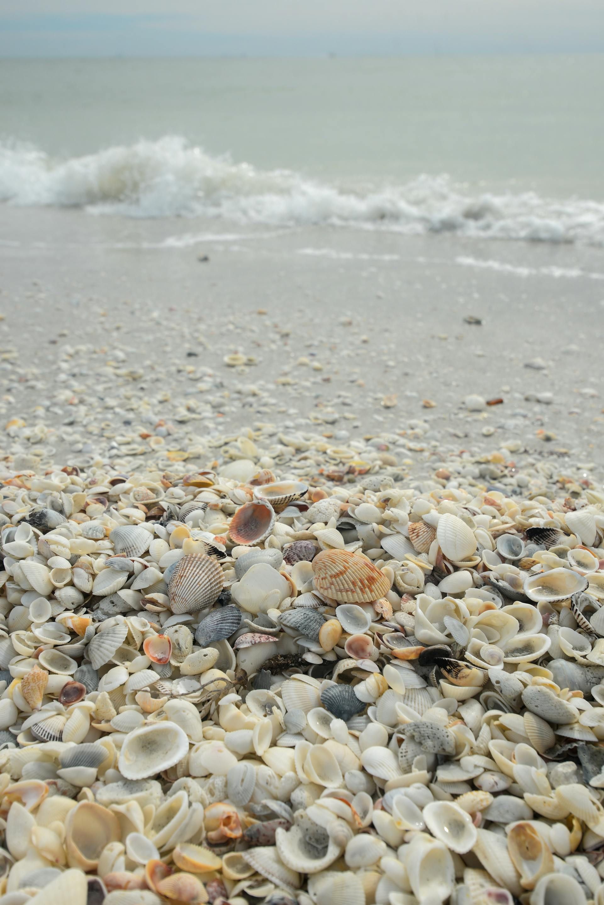 A pile of sea shells on a beach with waves in the background.