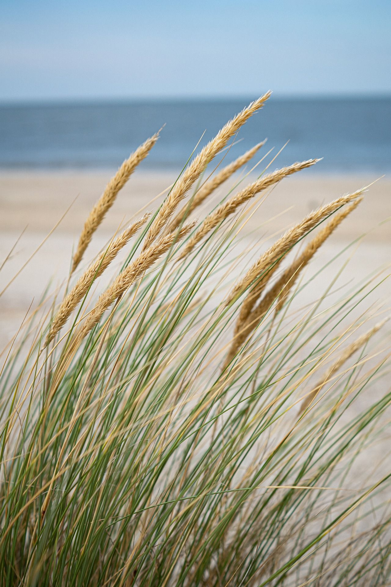 A close up of tall grass on a beach with the ocean in the background.