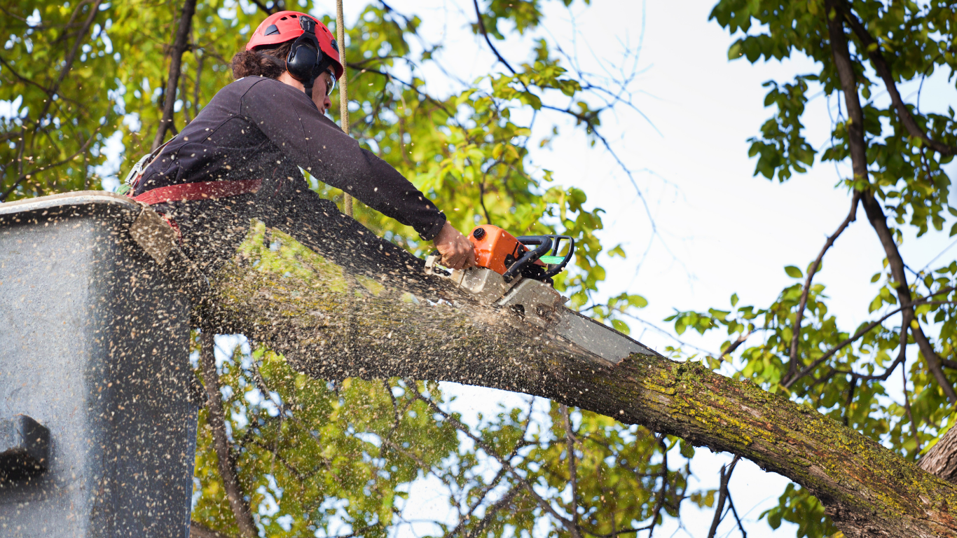 Person in bucket lift cutting a tree branch with a chainsaw, sawdust flying.