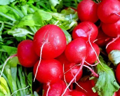 Tomatoes at Christ Community Gardens in Greenville, TX