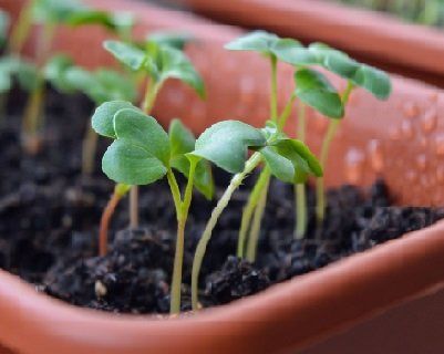 Growing Plants at Christ Community Gardens in Greenville, TX