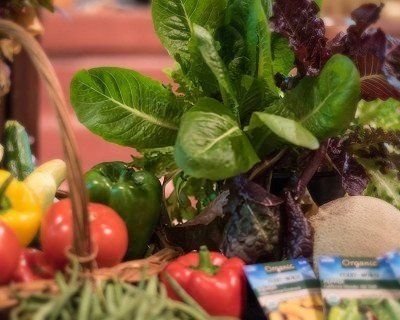 Harvest Vegetables at Christ Community Gardens in Greenville, TX