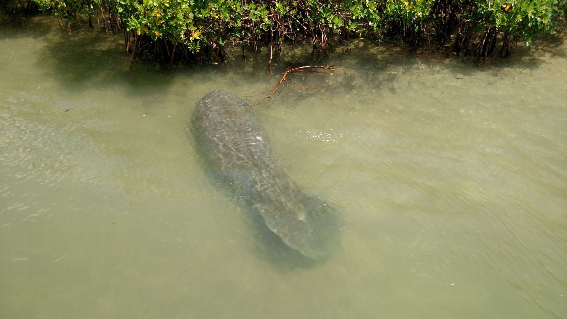 Manatee swimming in murky water near a shoreline with green vegetation.
