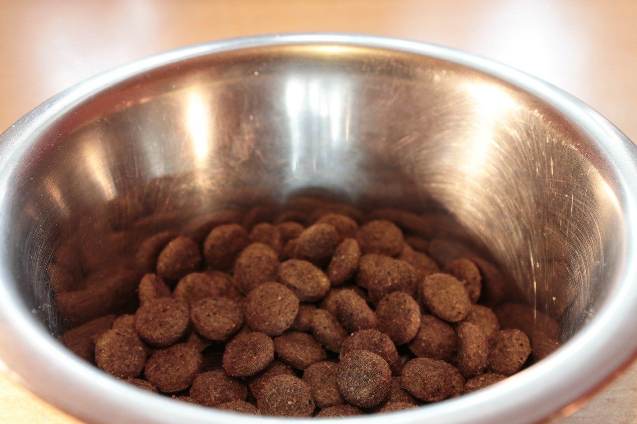 dog food in a steel bowl