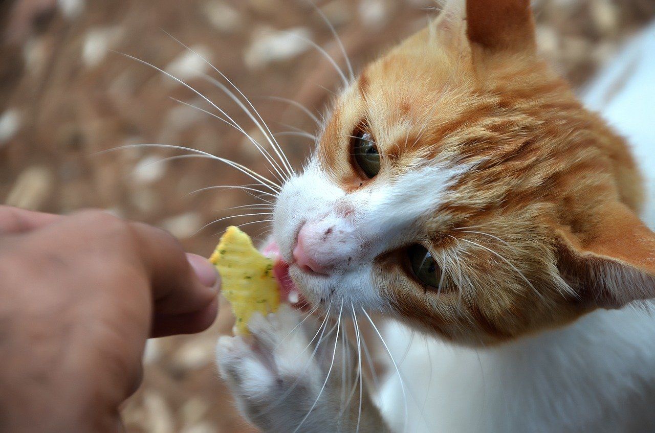 cat being fed