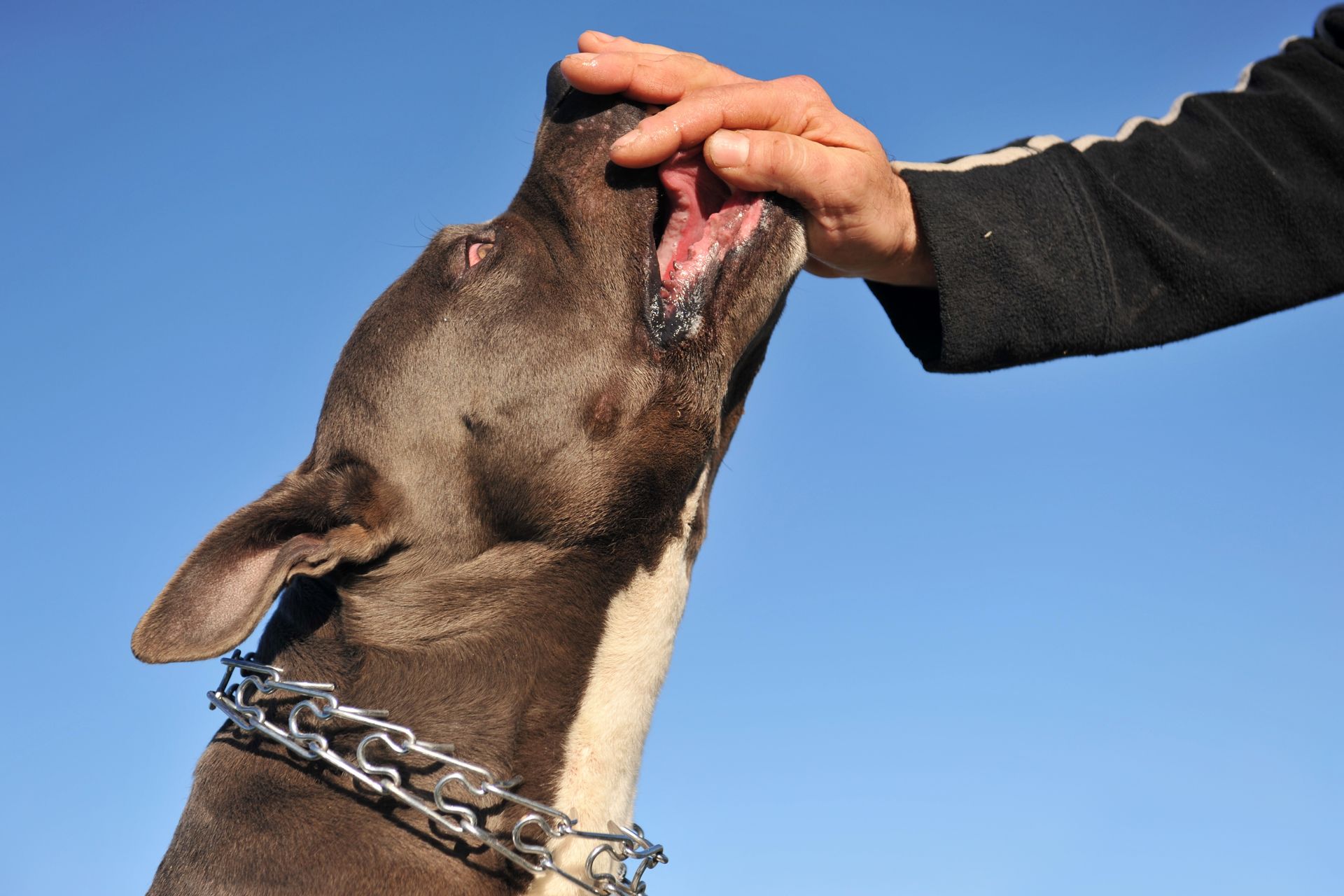 Dog with open mouth being petted on the head by a hand. Blue sky background.