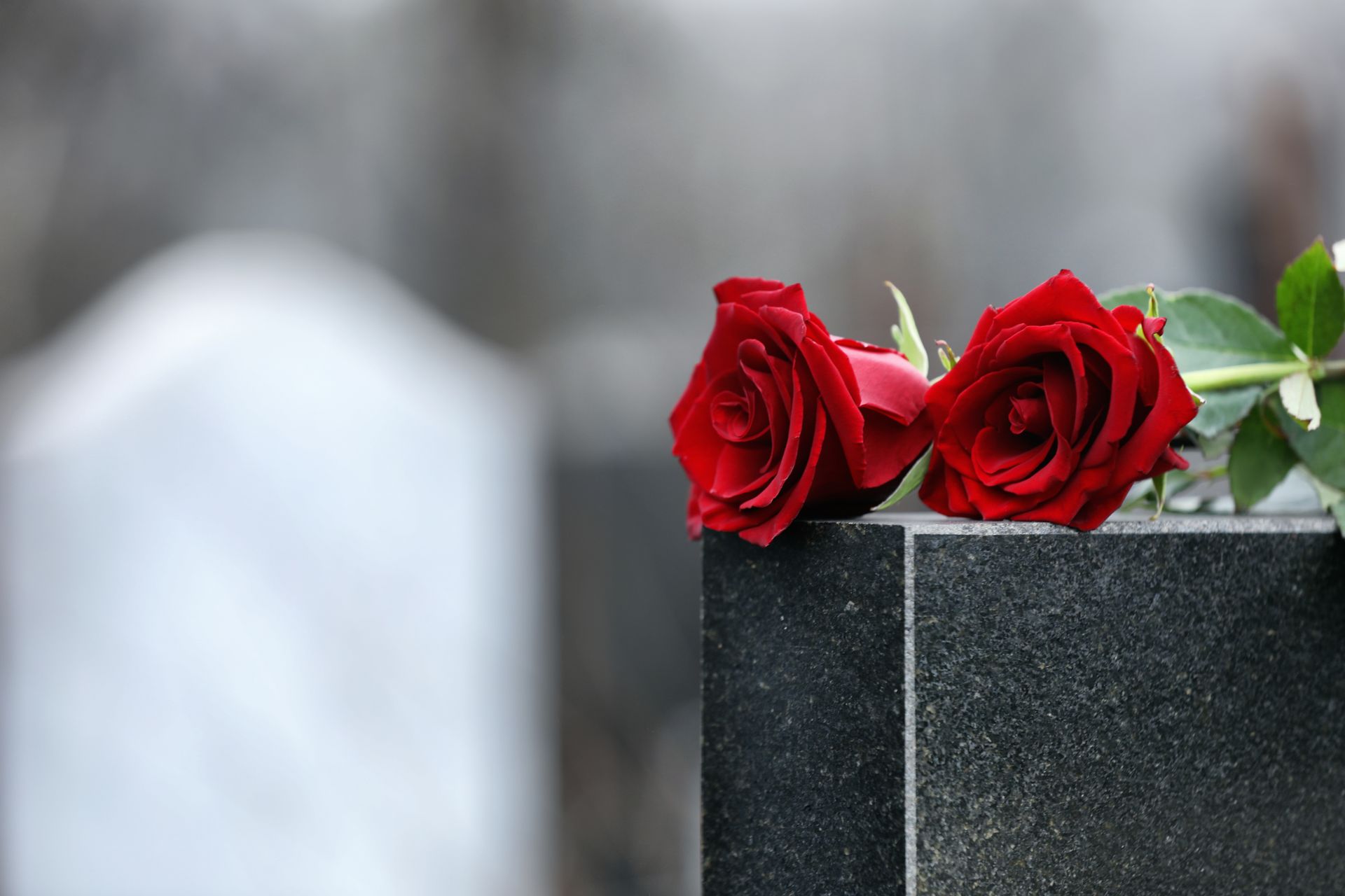 Two red roses on a black granite headstone in a cemetery.