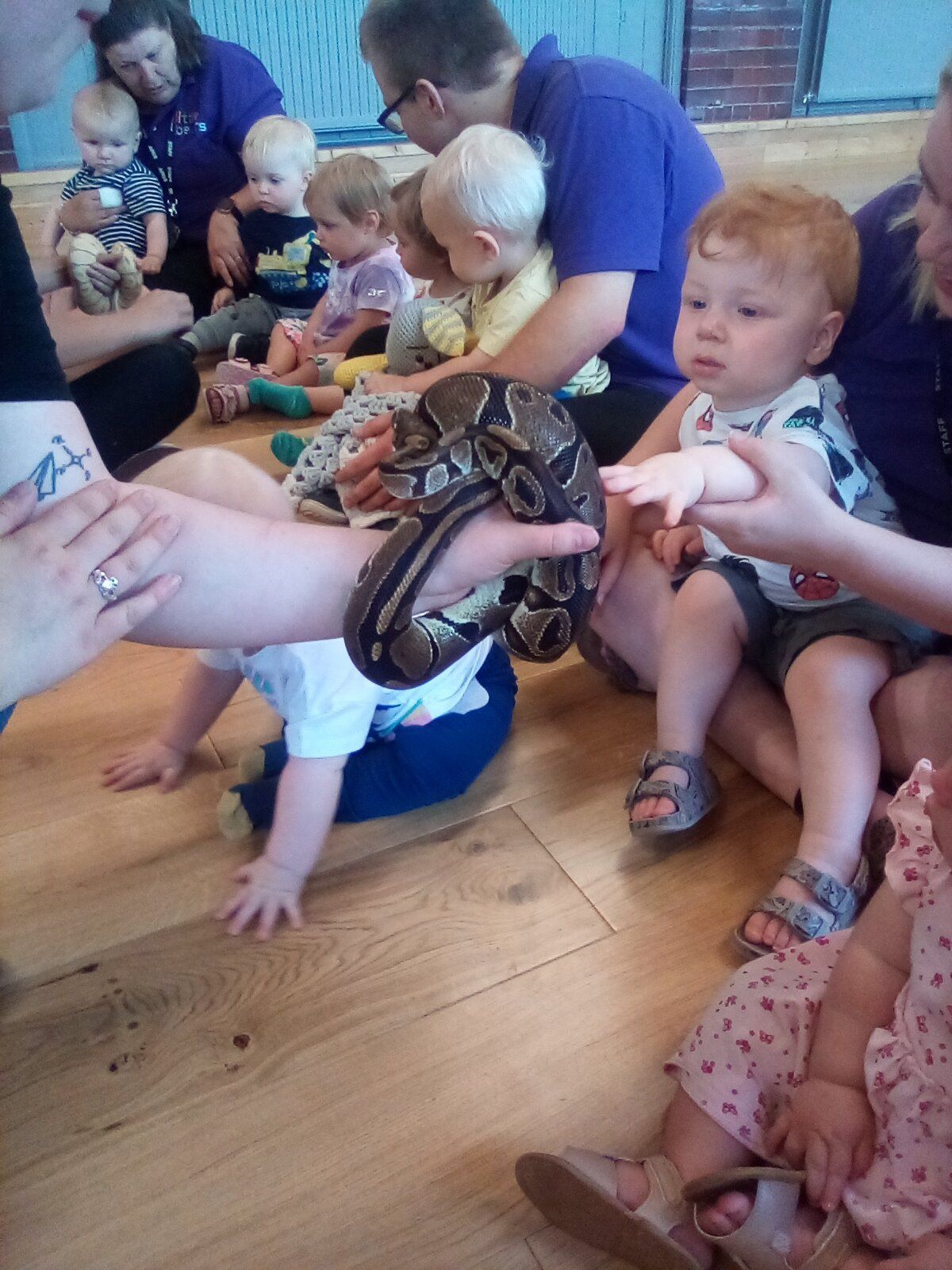Babies and adults in a room with a snake; some babies touch it.