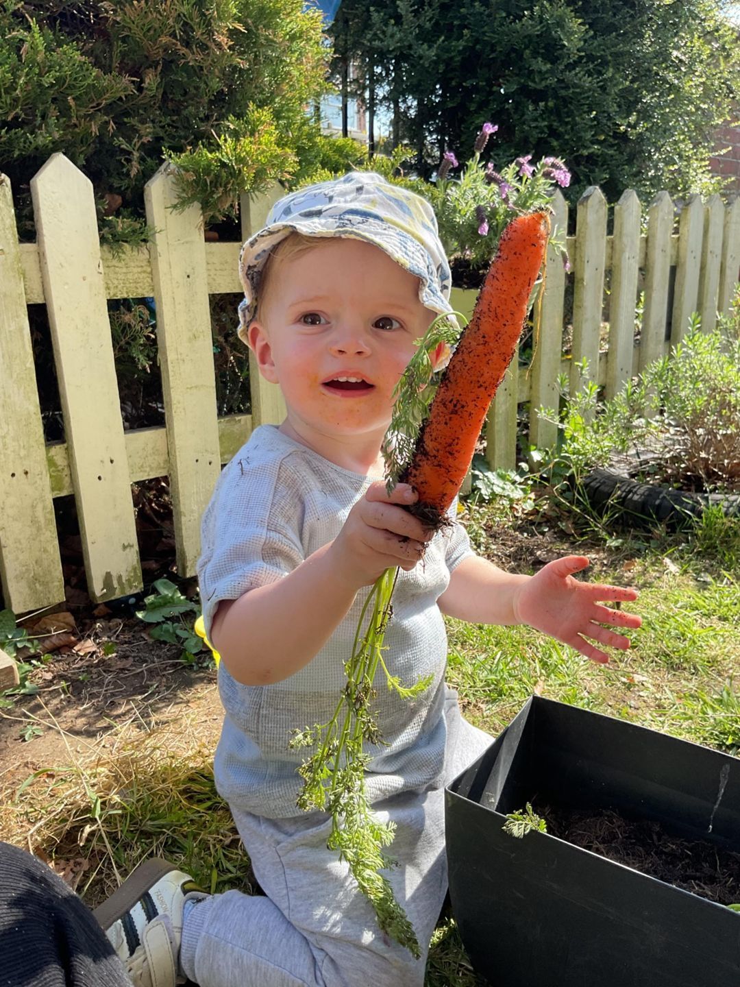 A young child kneels holding a large carrot by a garden fence and planter.