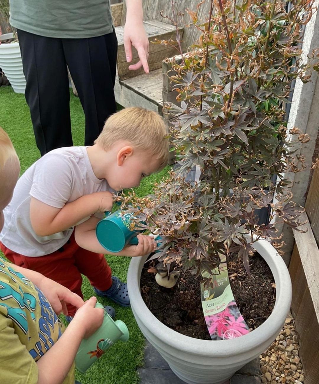 Children watering a potted Japanese maple tree with blue and green watering cans.