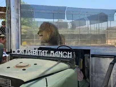 Mobile Detailing-a lion is standing in a cage at lion habitat ranch .