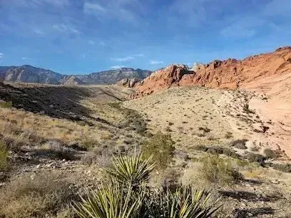 Mobile Detailing-a desert landscape with mountains in the background and a cactus in the foreground .