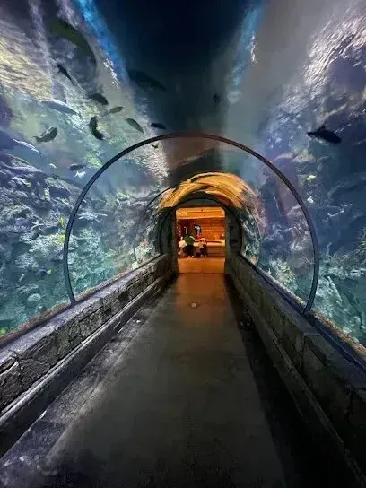 Mobile Detailing-a tunnel leading to a large aquarium filled with fish .