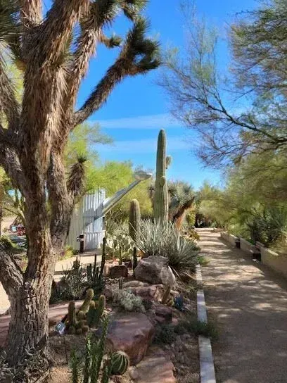 Mobile Detailing-a path surrounded by cactus and trees on a sunny day