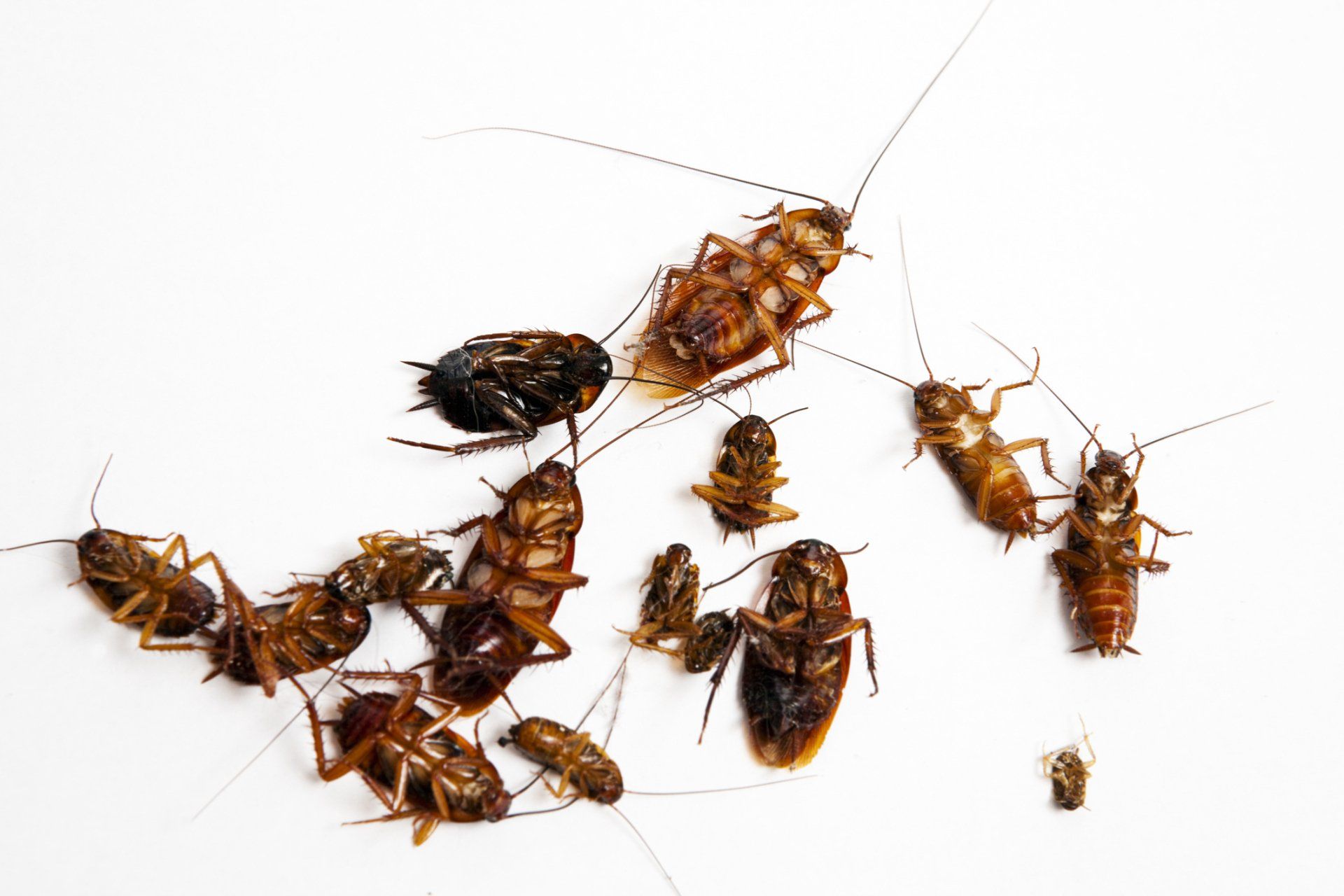 Cockroaches On Floor — Milton, FL — BugMeisters of Household Termite & Pest Control