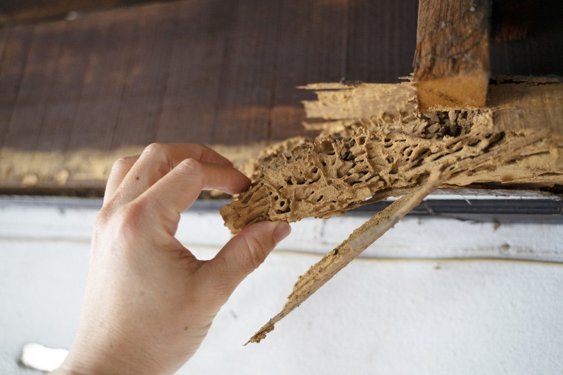 A Termites House — Milton, FL — BugMeisters of Household Termite & Pest Control