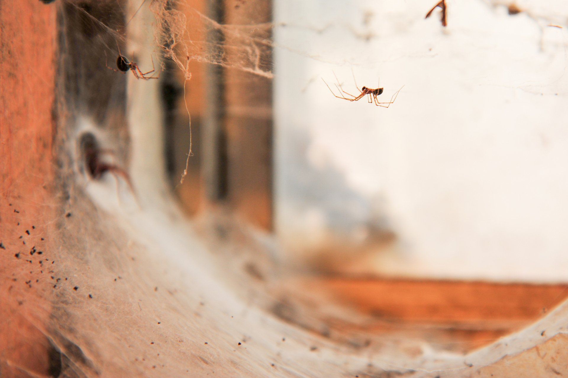 Little Termites — Milton, FL — BugMeisters of Household Termite & Pest Control