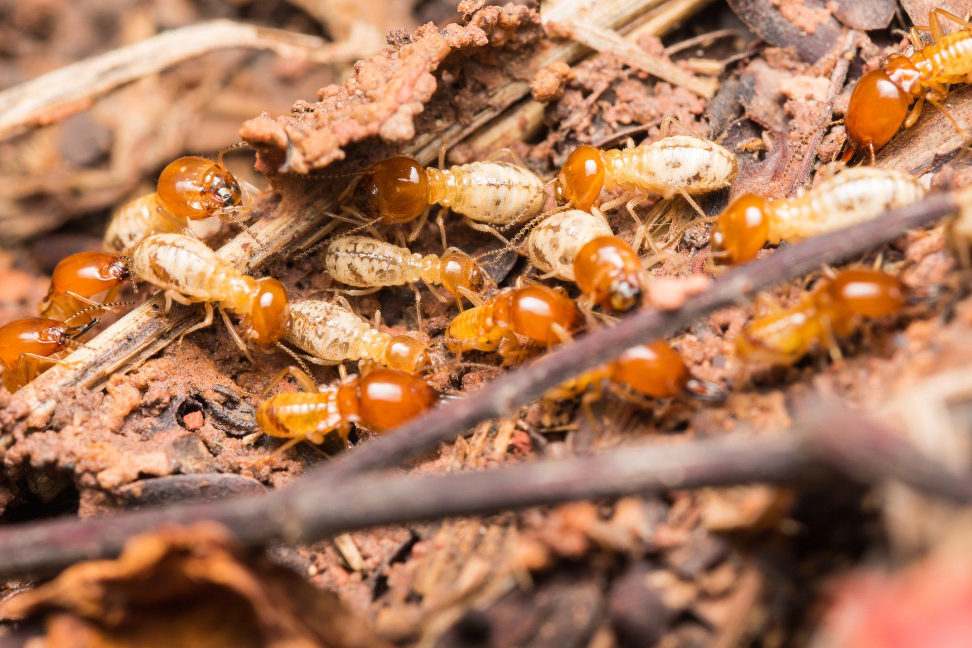 Walking Termites — Milton, FL — BugMeisters of Household Termite & Pest Control