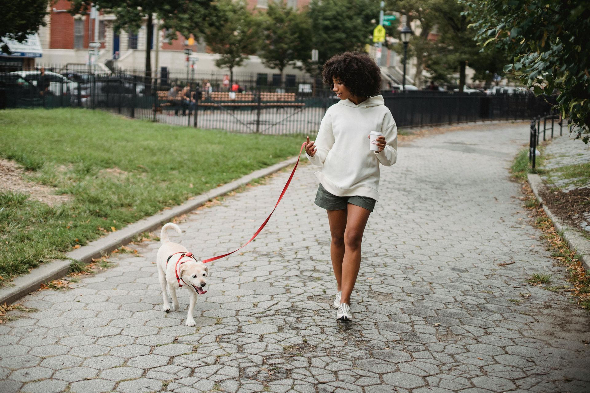 A young black woman walks her small white dog around the paths of New York City as she holds coffee