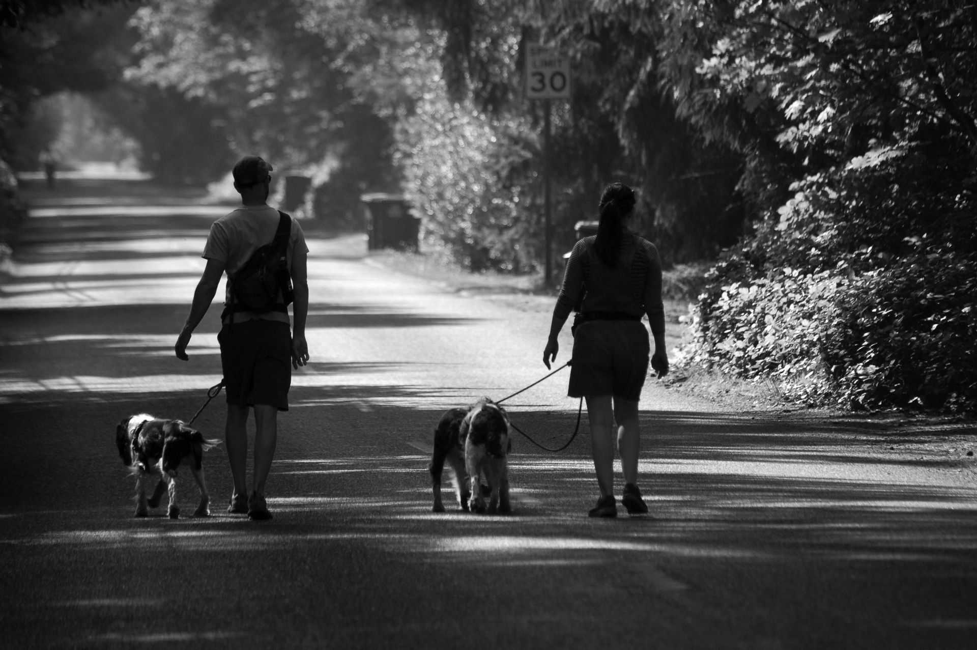 Two individuals walking dogs on a sunlit road lined with trees, in a tranquil residential area.