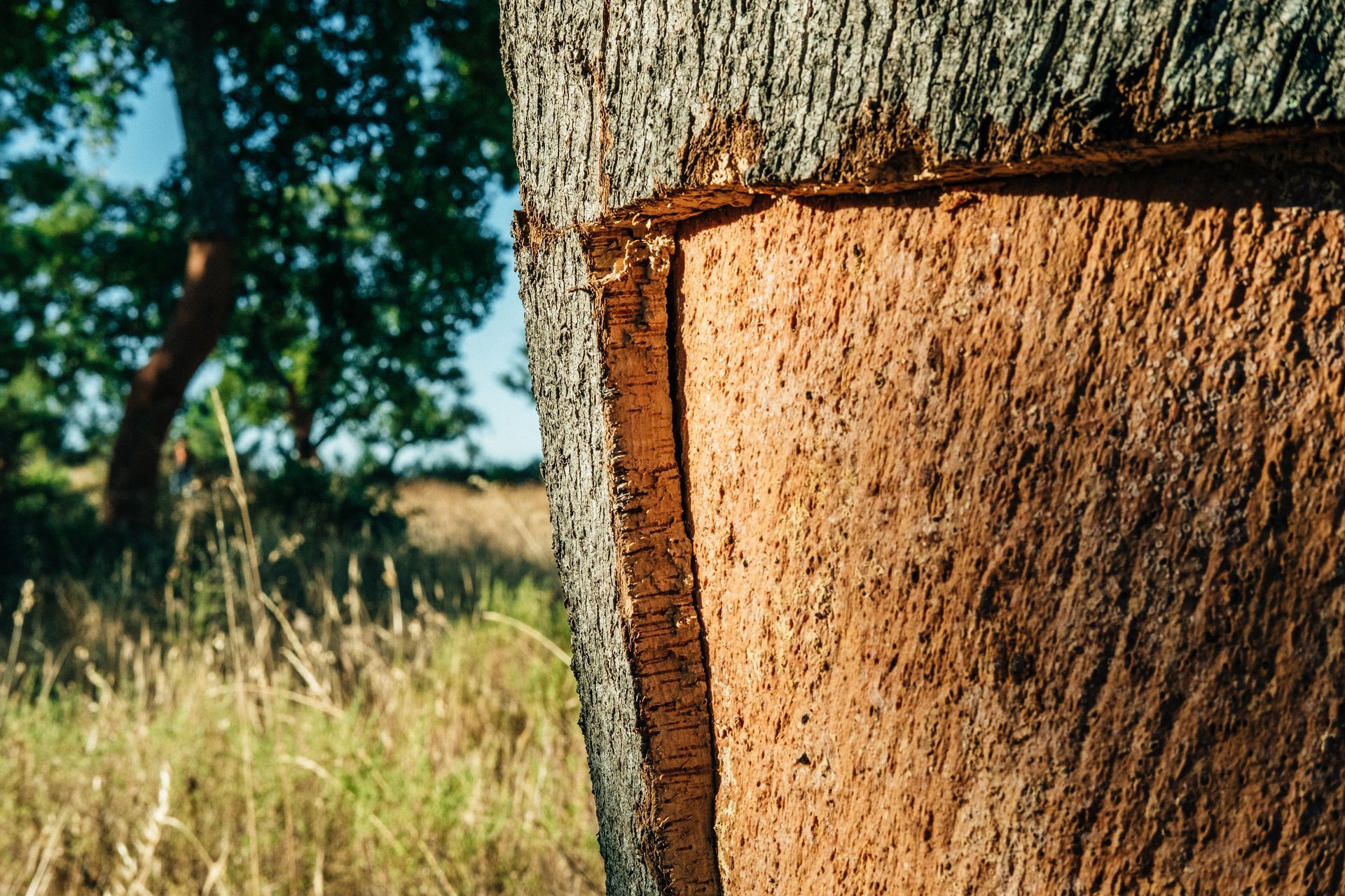 A sustainable cork tree, offering an eco-friendly substitute for teak on yacht decks, promoting greener boating