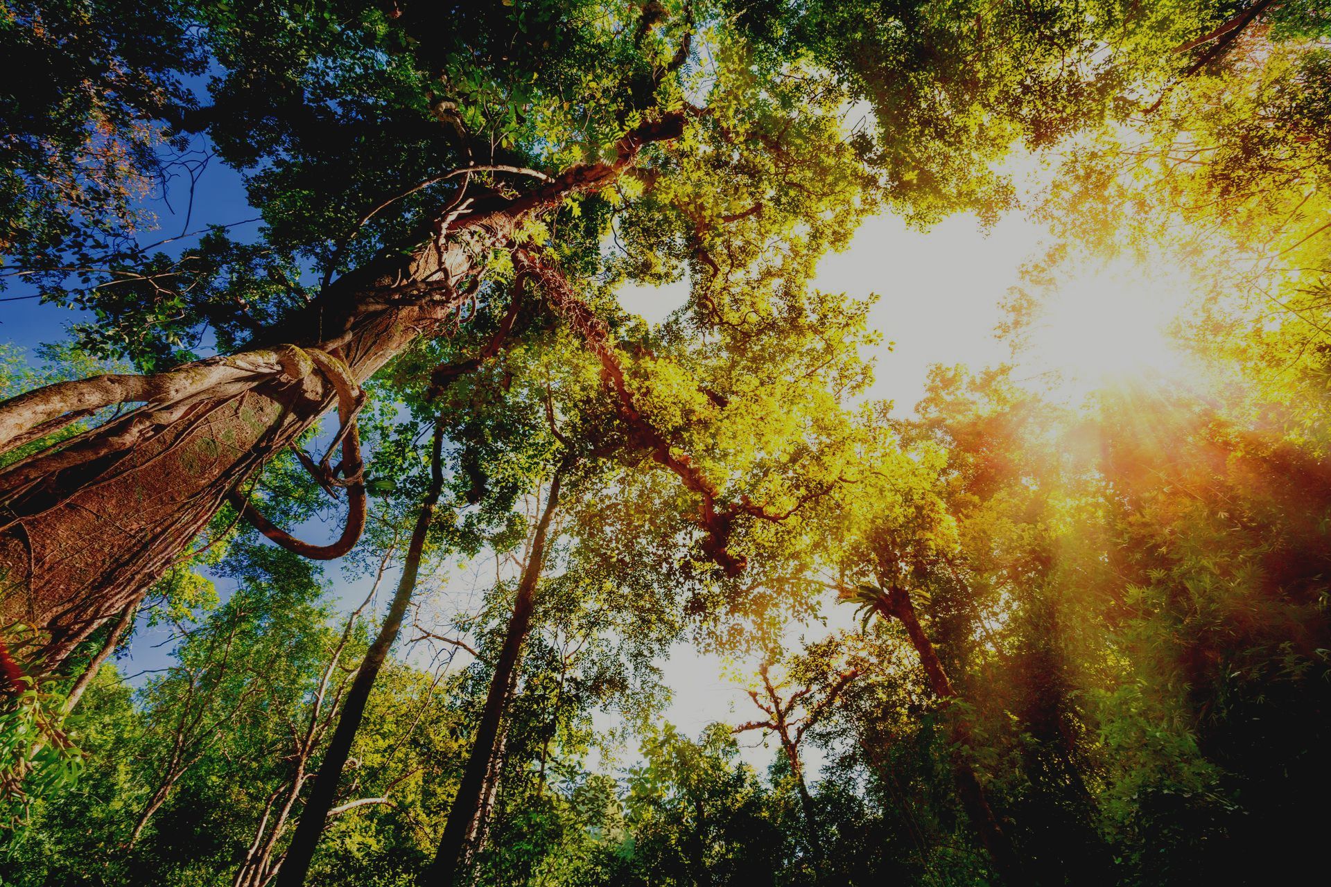 Lush, sustainable teak forest showing TDS' importance of representing environmental conservation and natural beauty