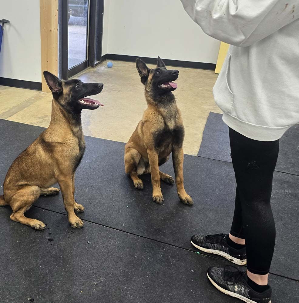 Two Belgian Malinois dogs sit, facing a person. The dogs are tan and black. Training room setting.