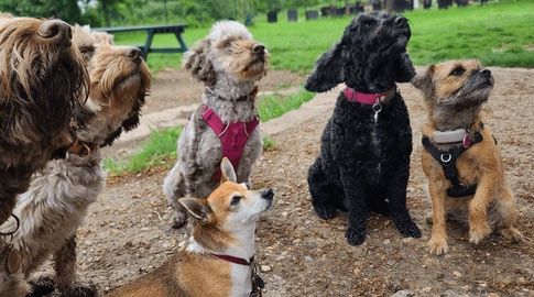 Five dogs of various breeds looking upwards outdoors.