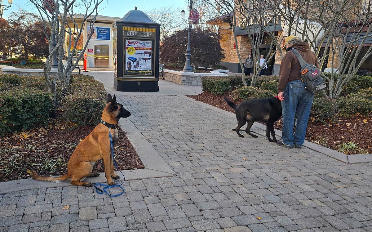 A tan dog sits on a leash while a black dog interacts with a person on a brick path. Buildings are in the background.
