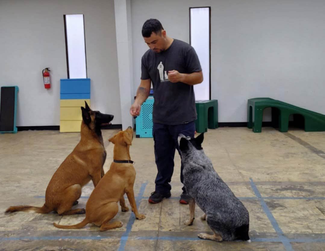 Man training three dogs: Belgian Malinois, mixed-breed, and Australian Cattle Dog, indoors with agility equipment.