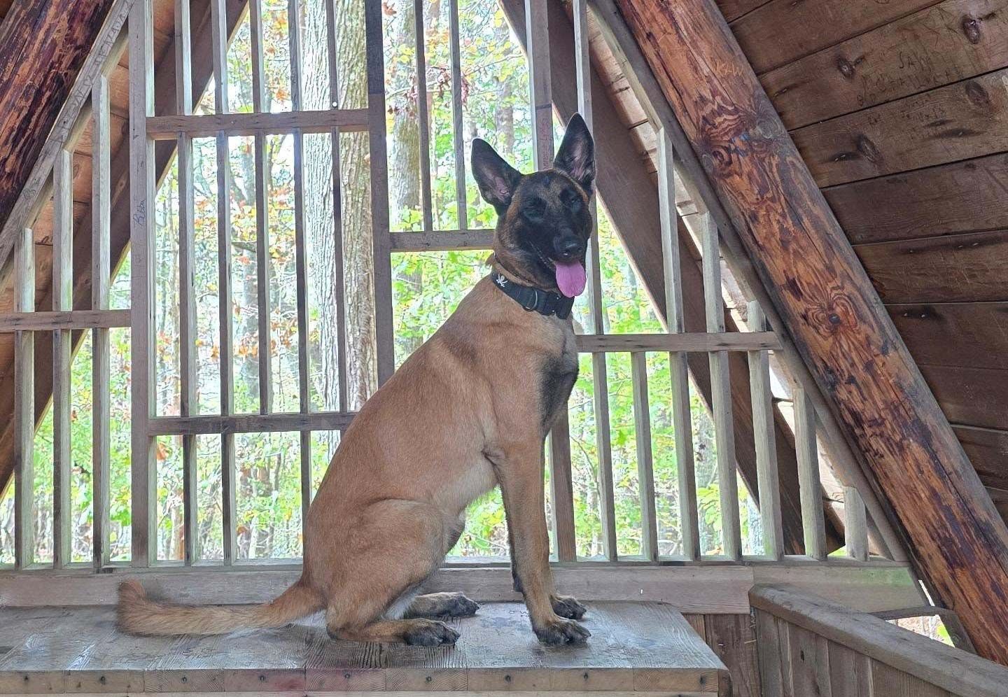 Belgian Malinois dog sitting on a wooden surface inside a cabin, tongue out.