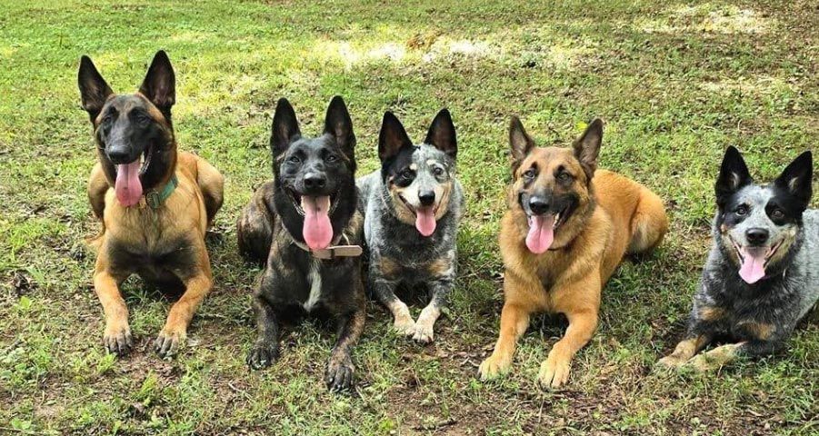 Five dogs lying on grass, panting with tongues out. Colors vary: tan, black, and blue merle.