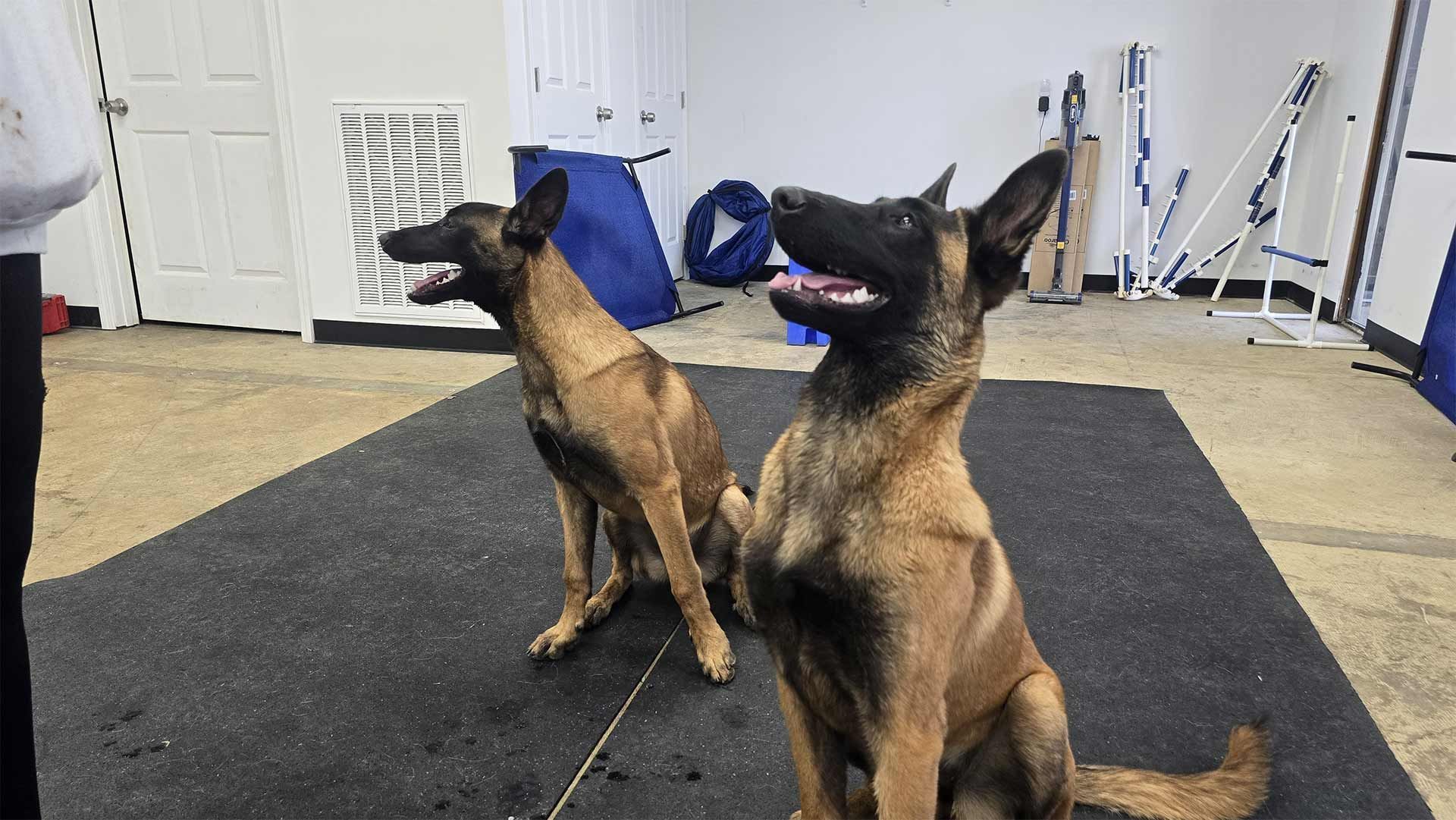 Two tan Belgian Malinois dogs sit on a black mat, panting, in an indoor training area.