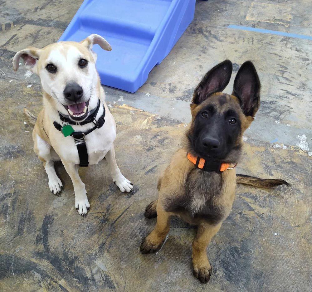 Two dogs sit side-by-side, one tan with a happy expression, the other a brown Malinois with alert ears.