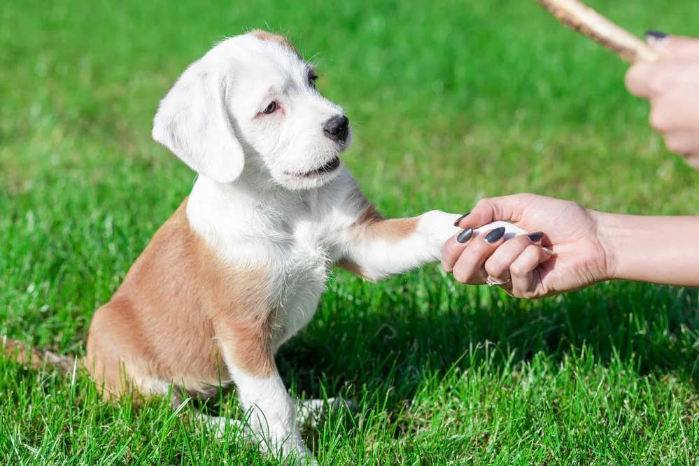 Puppy giving a paw to a person, sitting on green grass.