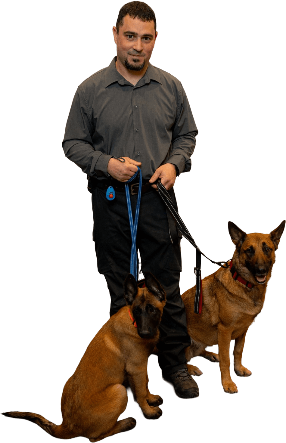 Man with two Belgian Malinois dogs, on leash, standing.