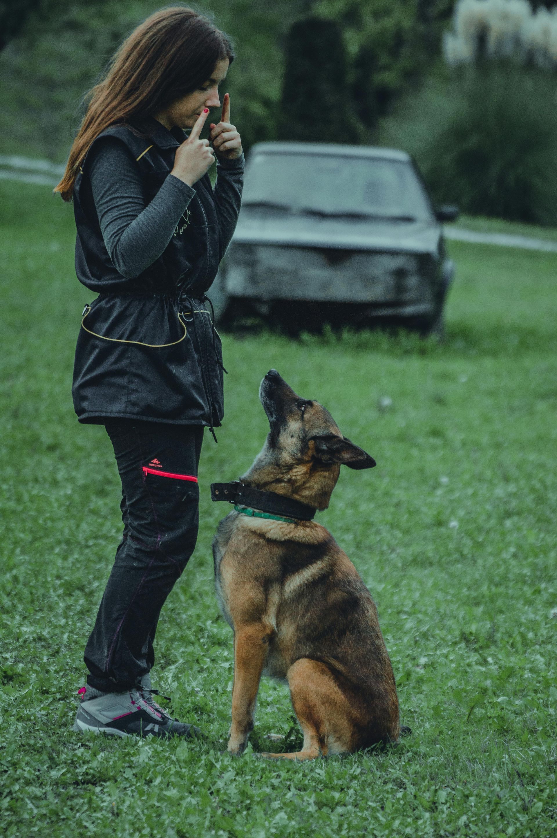 Dog Training in Huntsville, AL: What Every Dog Owner Needs to Know about training their dog.